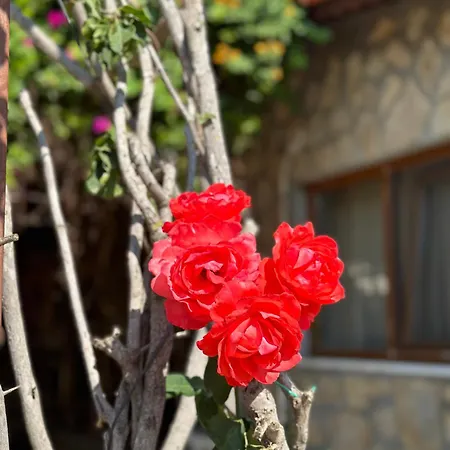 Bahaus فندق